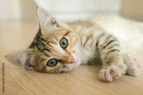 Portrait of a small tricolor cat. A mongrel kitten lies on the floor in the apartment.