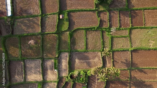 Many rice paddies plowed and tilled after harvest, top-down aerial shot of cultivated area near Ubud, central Bali. Camera fly to right, panning shot of geometric paddies photo