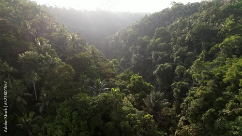 Fly over scenic forested gorge, tropical thicket on slopes, high contrast shot in bright evening sun. Canyon overgrown with jungles, small river at bottom of meandering ravine photo