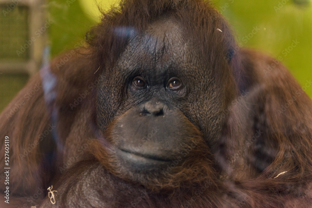 Obraz premium Orange Orangutan 