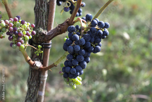 Dark grape on branches of green tree in garden to make wine for winery.