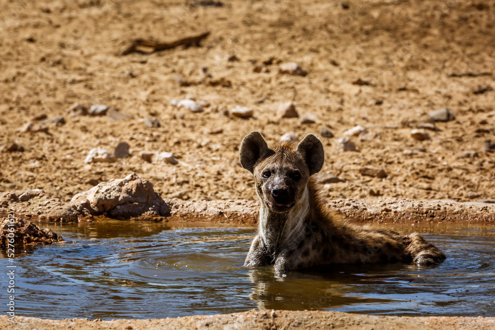 Spotted hyaena taking bath in waterhole in Kgalagadi transfrontier park, South Africa ; Specie Crocuta crocuta family of Hyaenidae