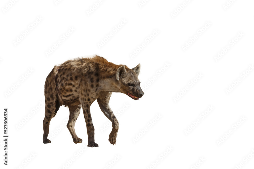 Fotobehang Hyena Spotted hyaena walking front view isolated in whte background in Kgalagadi transfrontier park, South Africa ; Specie Crocuta crocuta family of Hyaenidae #527606334