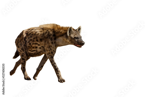 Spotted hyaena walking front view isolated in whte background in Kgalagadi transfrontier park, South Africa ; Specie Crocuta crocuta family of Hyaenidae photo