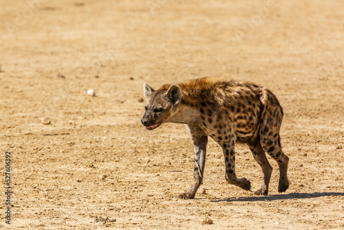 Spotted hyaena walking front view in desert land in Kgalagadi transfrontier park, South Africa ; Specie Crocuta crocuta family of Hyaenidae