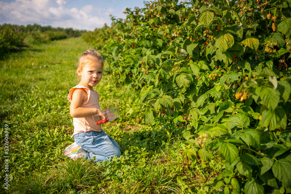Little girl picking raspberry in raspberry self-picking plantation in Czech republic Little girl picking raspberry in raspberry self-picking plantation in Czech republic