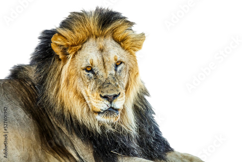 African lion male black mane portrait isolated in white background in Kgalagadi transfrontier park  South Africa  Specie panthera leo family of felidae