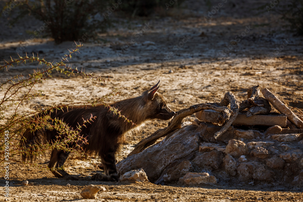 Brown hyena drinking at waterhole in Kgalagadi transfrontier park, South Africa; specie Parahyaena brunnea family of Hyaenidae Brown hyena drinking at waterhole in Kgalagadi transfrontier park, South Africa; specie Parahyaena brunnea family of Hyaenidae