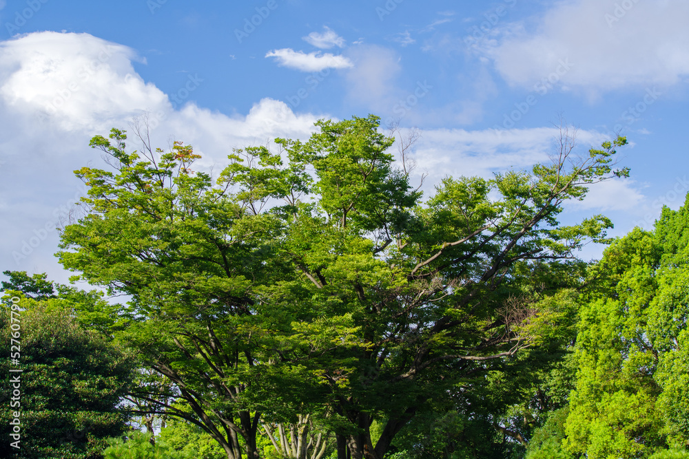 Obraz premium 東京港区南青山2丁目の風景