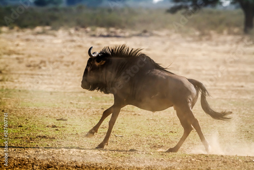 Blue wildebeest running side view in dry land in Kgalagadi transfrontier park  South Africa   Specie Connochaetes taurinus family of Bovidae