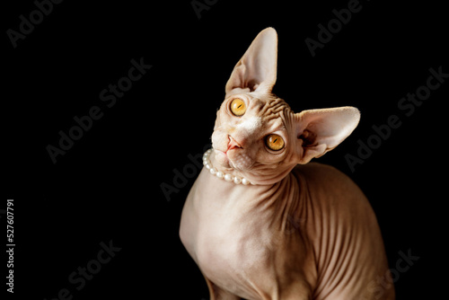 cat breed Canadian Sphynx in pearl beads on a black background © Fotograf