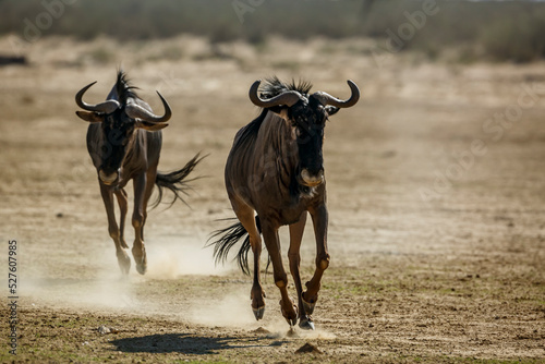 Two Blue wildebeest running out front view in dry land in Kgalagadi transfrontier park, South Africa ; Specie Connochaetes taurinus family of Bovidae