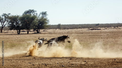 Three Blue wildebeest running out in dry land in Kgalagadi transfrontier park, South Africa ; Specie Connochaetes taurinus family of Bovidae