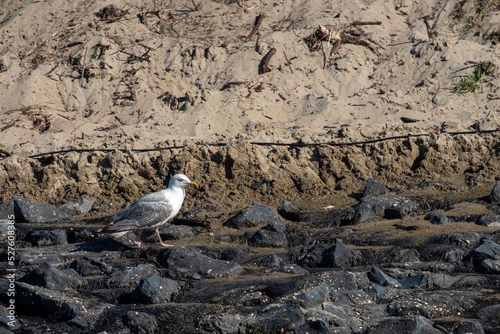 Fototapeta premium Seagull on the beach. High quality photo