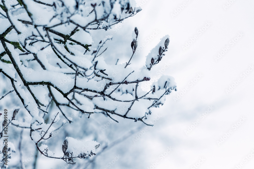 Snow covered tree branches in winter on a blurred background