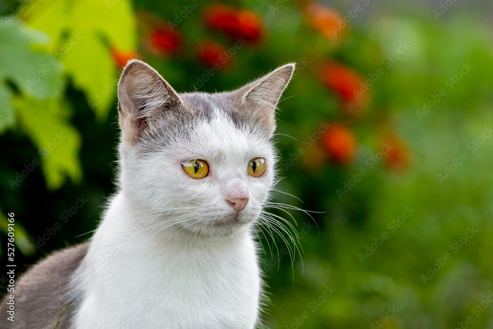 A white spotted cat with an attentive look in the garden near the flowers on a blurred background
