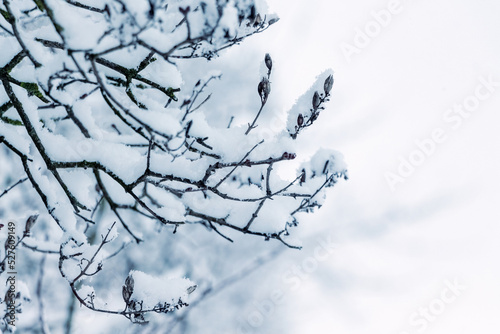 Snow covered tree branches in winter on a blurred background