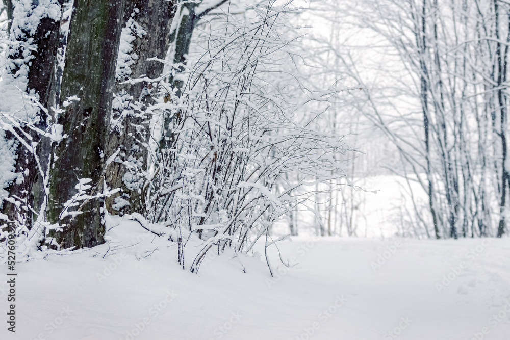 Snowy winter forest. Snow-covered trees and bushes in the forest Snowy winter forest. Snow-covered trees and bushes in the forest