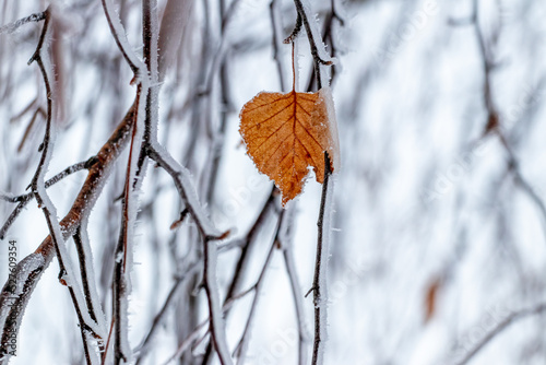 Birch branches covered with ice due to bad weather and a lonely dry leaf on a tree