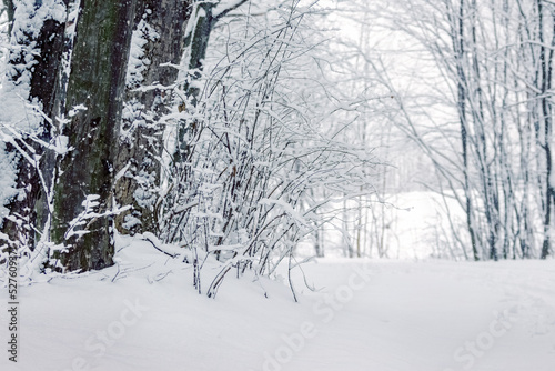 Snowy winter forest. Snow-covered trees and bushes in the forest