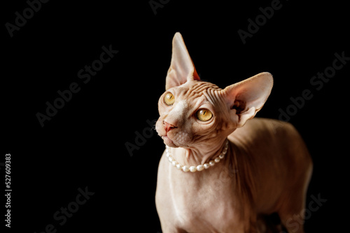 cat breed Canadian Sphynx in pearl beads on a black background © Fotograf