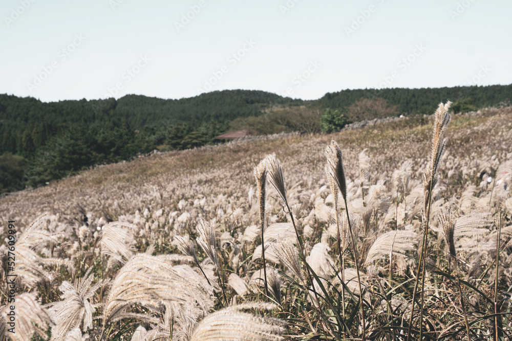 The Autumn Scenery of Mountain Gumburi in Jeju Island, Korea The Autumn Scenery of Mountain Gumburi in Jeju Island, Korea