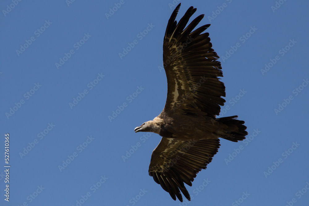 Buitre leonado sobrevolando el Barranc del Cint en Alcoy Buitre leonado sobrevolando el Barranc del Cint en Alcoy