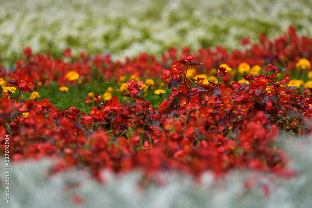 FLOWERS - Decorative flowering plants on the flower bed
