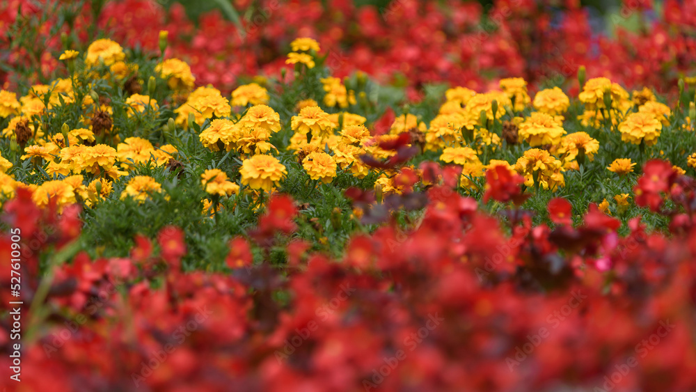 FLOWERS - Decorative flowering plants on the flower bed
FLOWERS - Decorative flowering plants on the flower bed