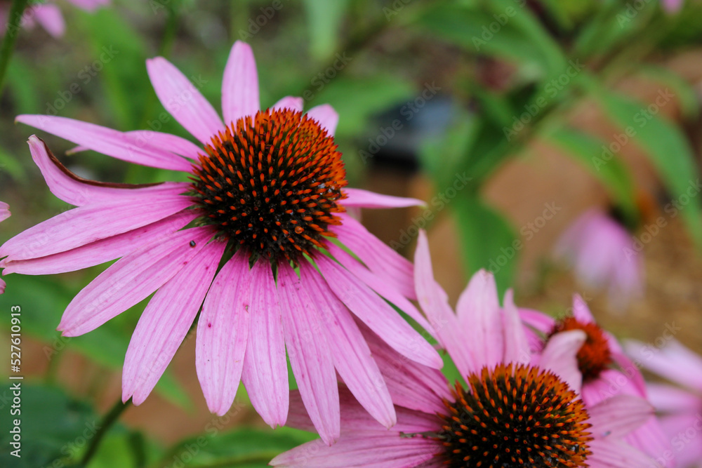 fleur fleur
