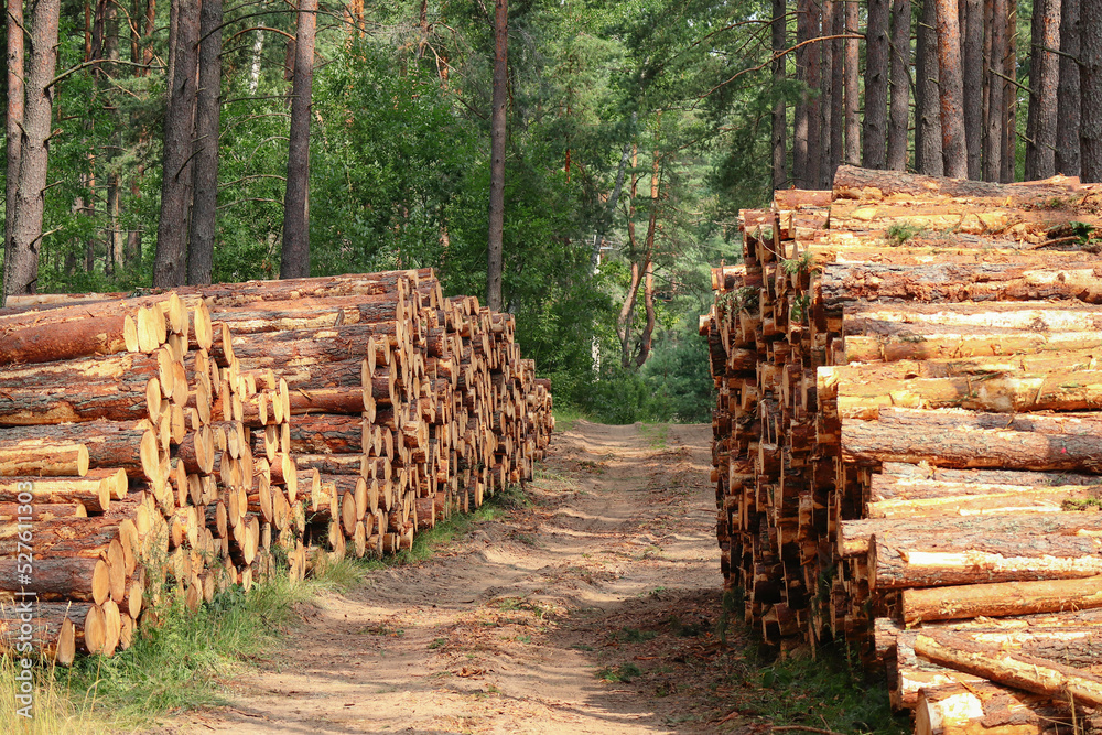 Tree logs and stumps with bark lie stacked on both sides of a road in a forest after being cut