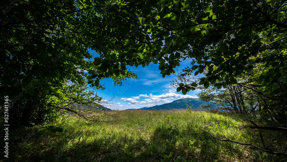 Obraz premium forest and sky