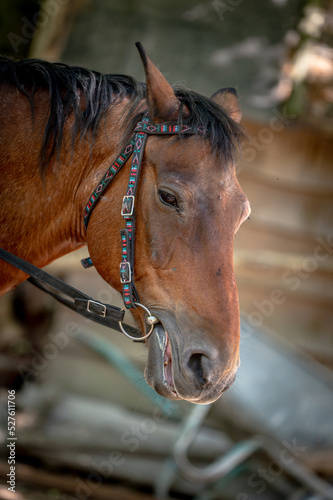 portrait of a horse © JbezBo