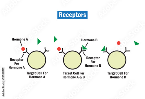 Cellular receptors are proteins either inside a cell or on its surface, which receive a signal.