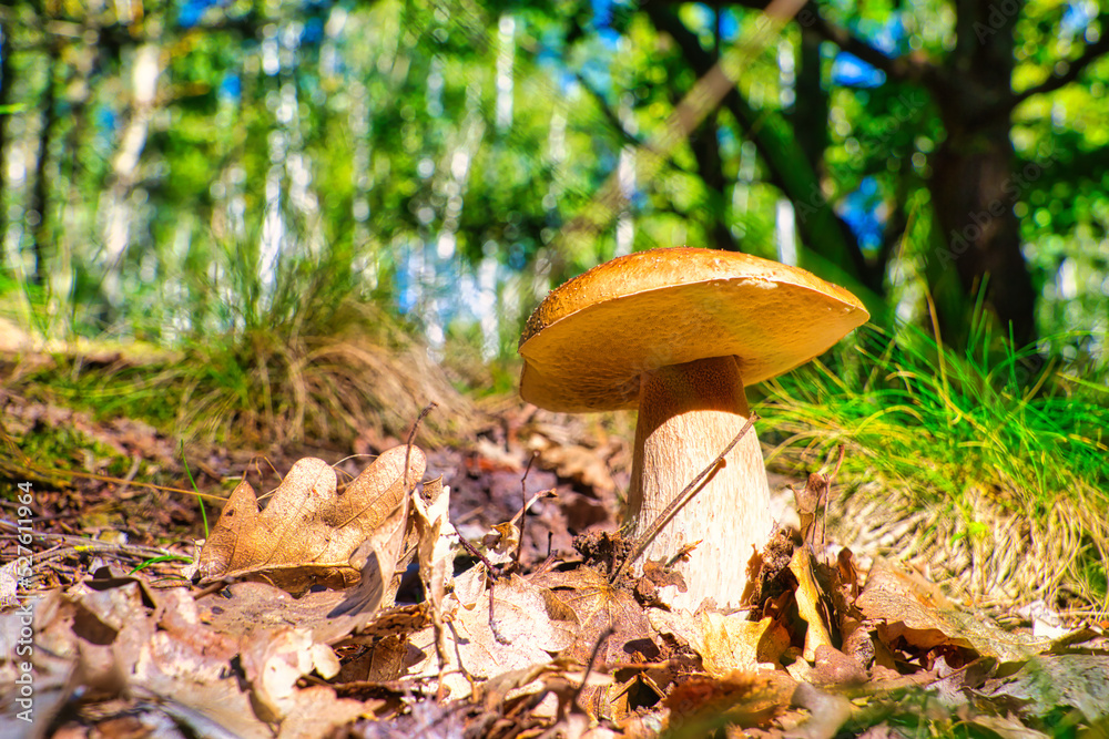 Fototapeta premium Pilz - Whild Mushrooms outdoors in the forest in autumn - High quality photo