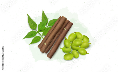 Ayurvedic Neem tree fruits with neem leaves and Neem Chew Sticks vector illustration