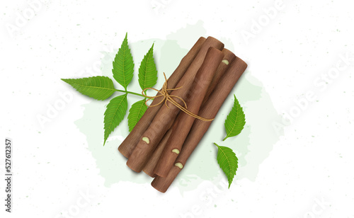 Ayurvedic Neem tree fruits with neem leaves and Neem Chew Sticks vector illustration