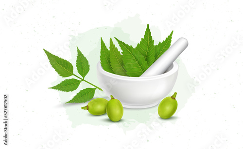 Ayurvedic medicinal neem leaves vector illustration with neem fruits