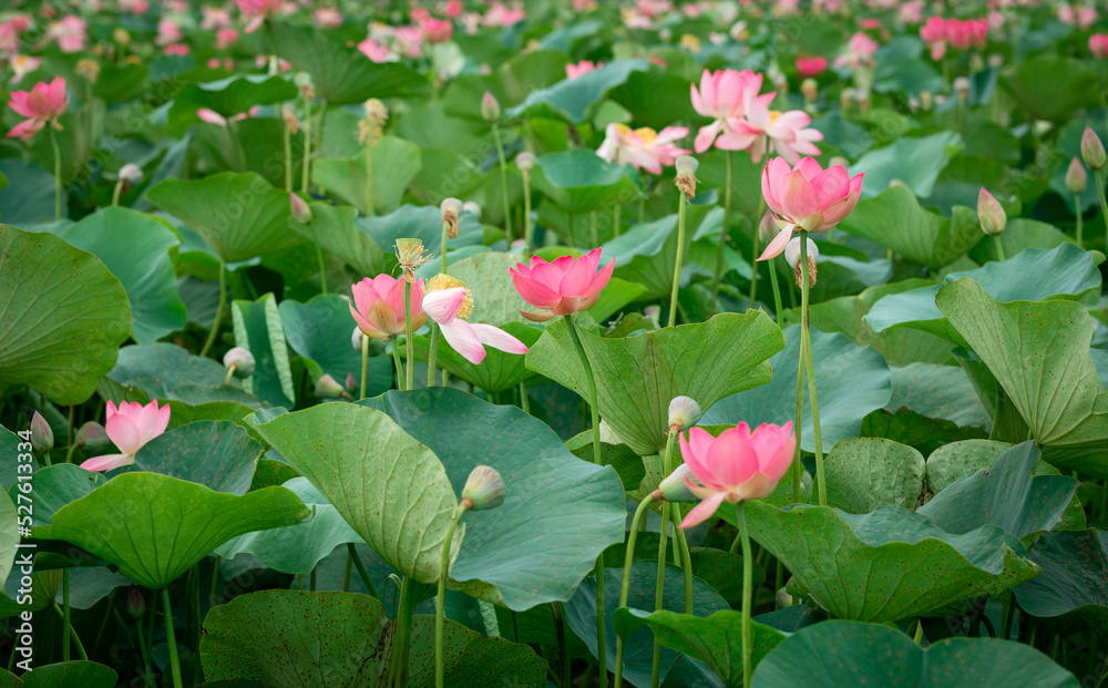 Lotus field in Astrakhan region, Russia
