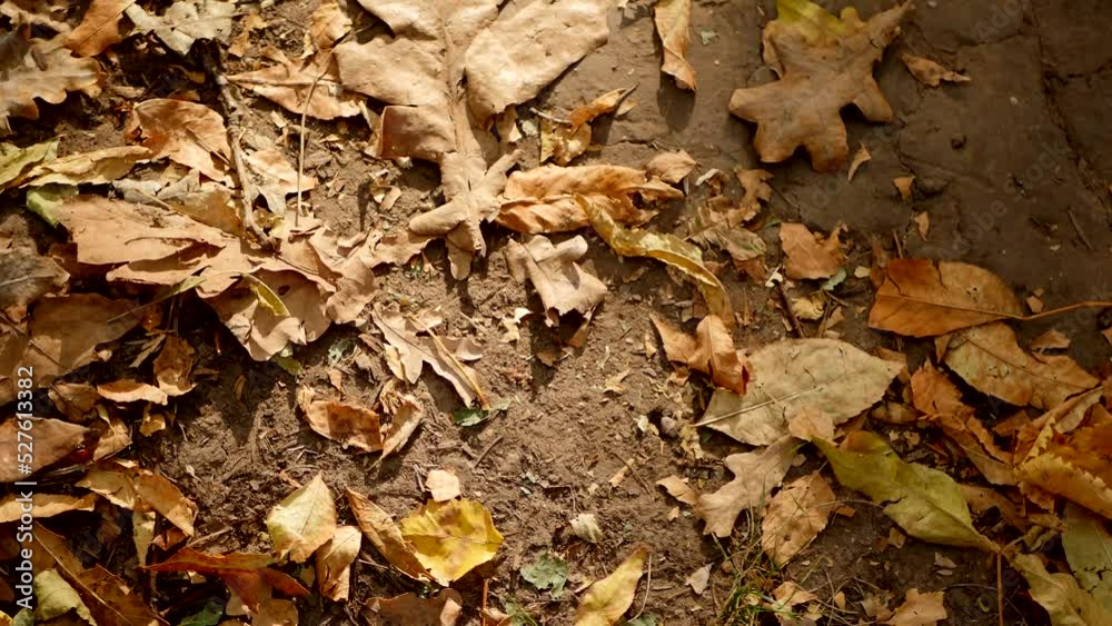 Dried fallen leaves on the ground. Autumn season outdoors walking Dried fallen leaves on the ground. Autumn season outdoors walking