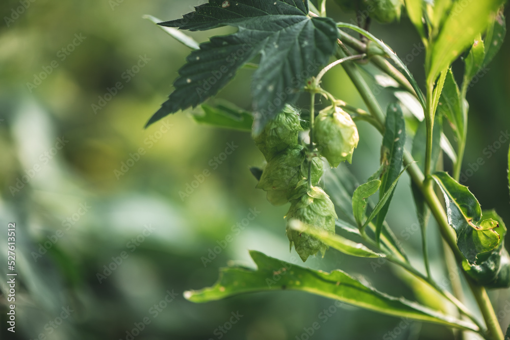 Green fresh hop cones for making beer and bread closeup Green fresh hop cones for making beer and bread closeup