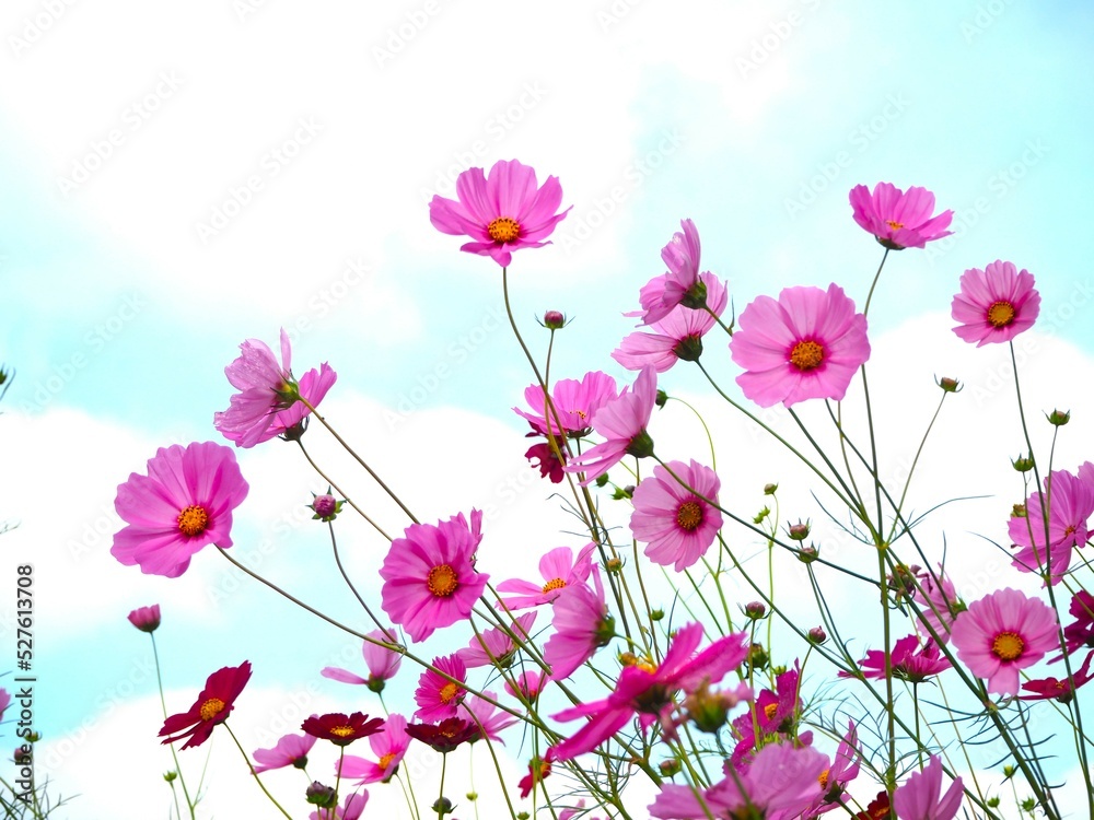 The flowers of the blue sky. The flowers of the blue sky.