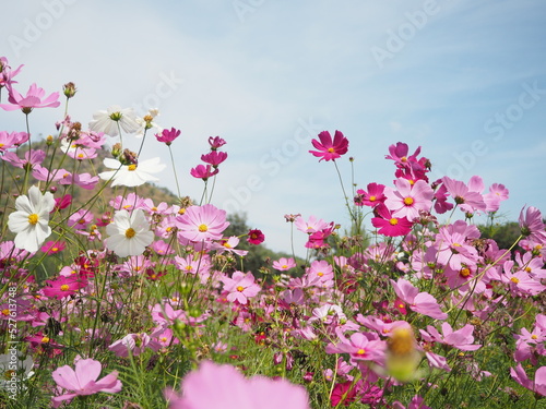 Pink flowers in the field