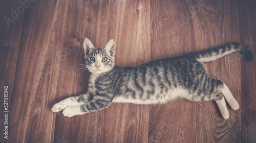 Little gray kitten lying on the floor indoors