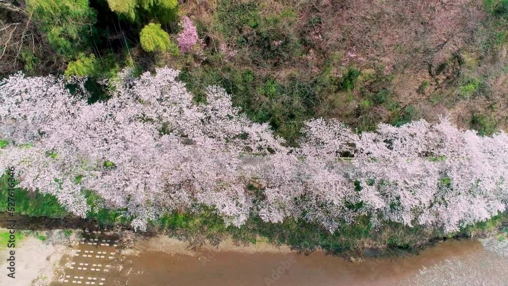 京都の川沿い土手に咲く桜並木をドローンにて空撮 京都の川沿い土手に咲く桜並木をドローンにて空撮