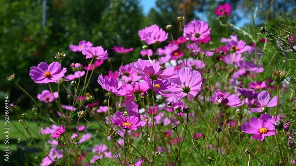 Bright pink and purple flowers cosmos swaying by gentle breeze in the sunlight outdoors Bright pink and purple flowers cosmos swaying by gentle breeze in the sunlight outdoors