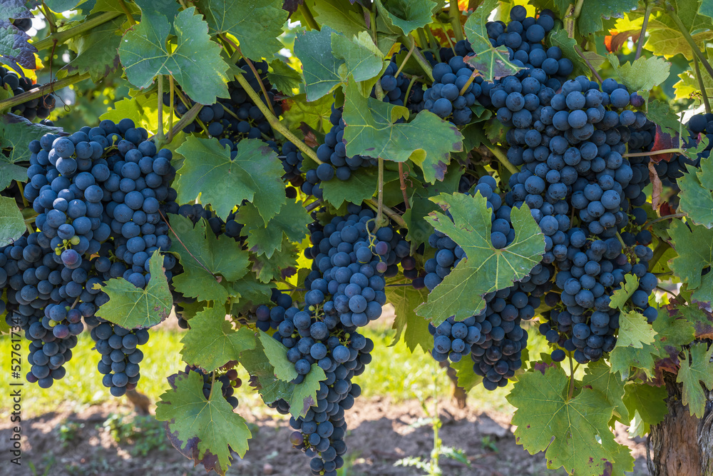 Close up of fresh juicy ripe blue grapes in Rheinhessen/Germany