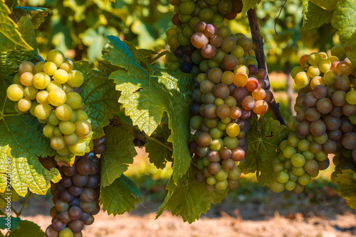 Close-up of a bunch of fresh juicy ripe grapes in Rheinhessen/Germany