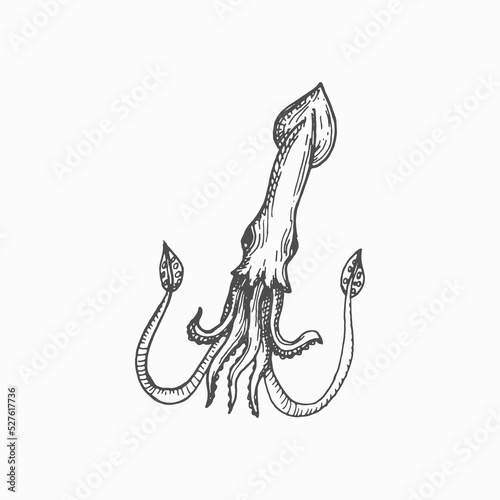 Squid giant cuttlefish Cephalopods mollusk hooked-squid isolated hand drawn sketch. Vector marine underwater character mascot, seafood. Aquatic animal with elongated body, large eyes and eight arms