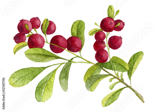 Foto Watercolor hand painted illustration of Cranberry